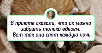 20+ доказательств того, что животные тоже умеют заводить себе друзей