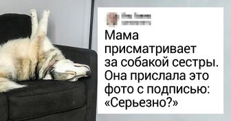 20+ домашних любимцев, для которых нет ничего проще, чем поднять настроение своему хозяину