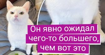 18 пушистиков, которые еще не скоро простят своим хозяевам такую подставу