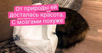 19 котов, которые глобально затупили. А их хозяева успели схватиться за фотоаппарат
