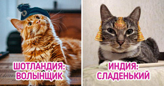 20+ типичных кличек, которые дают котикам в разных странах