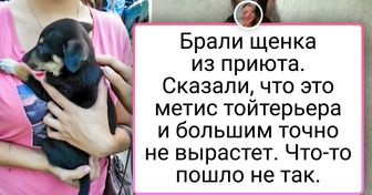 20+ доказательств того, что большие собаки созданы для людей с огромным сердцем