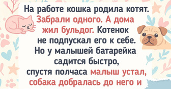 20+ трогательных рассказов о котиках, которых забрали домой, а они в ответ похитили наши сердца