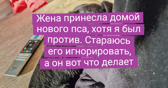 15 пушистых, при взгляде на которых сложно сдержать порыв завести себе такого же