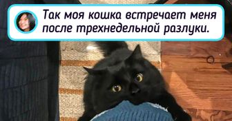 20+ харизматичных животных, у которых нет «Оскара», но они его явно заслужили