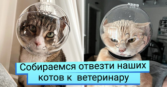 19 доказательств того, что поход к ветеринару — почти всегда незабываемое приключение
