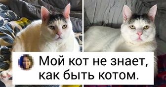 20+ котов, у которых случайно сбились заводские настройки