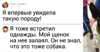 16 усатых, при виде которых хочется сказать: «Это что вообще такое?» — а потом взять на ручки