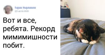 20+ котеек, которые пришли, чтобы пройтись лапками по вашему сердечку