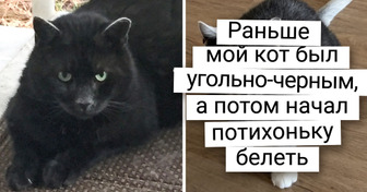 20 кошек, которые настолько особенные, что вторых таких в мире точно не найти
