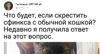 20+ человек, которые решили завести породистого кота. И теперь только успевают фотографировать