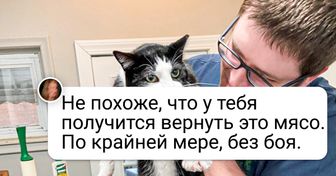 18 животных, которых так и тянет стащить что-нибудь из чужой тарелки