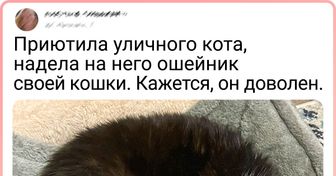 15+ человек с большим сердцем, которые помогли животным пережить эту зиму с максимальным комфортом