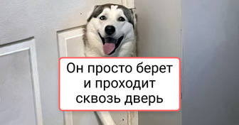 20+ фото животных, владельцы которых могли бы сказать: «У всех питомцы как питомцы, а у меня — обормот шерстяной»