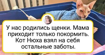 20+ примеров того, как кошки и собаки нашли друг в друге лучших друзей