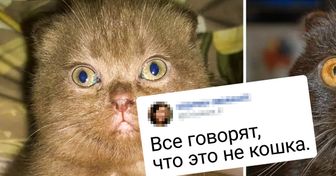 20+ домашних питомцев, которые были сладкими пирожочками, а выросли брутальными симпатягами