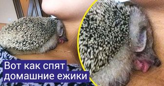 19 животных, которые готовы сбросить с пьедестала ваших любимчиков — собак и кошек