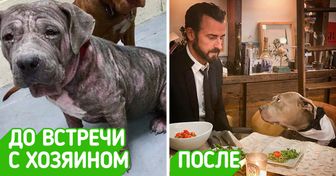 10 звезд, которые взяли и воплотили в жизнь наши детские мечты о собаке. И мы не можем перестать любоваться этой милотой