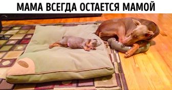 16 трогательных фото, способных растопить даже ледяное сердце