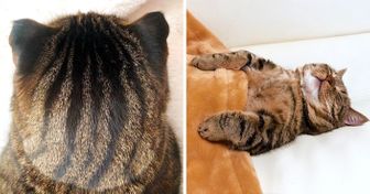 В этой статье нет ничего, кроме 23 фото котов. Ровно 23 фото лучших в мире котов