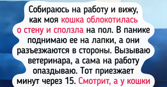 13 ветеринарных осмотров, которые запомнились и питомцам, и хозяевам, и врачам