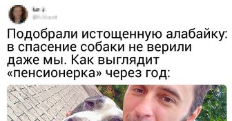 16 трогательных историй о животных, которые нашли в себе силы вновь поверить человеку